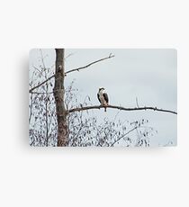 Osprey (Pandion haliaetus) Canvas Print