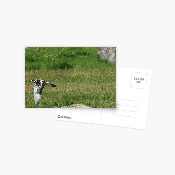 Kildeer Postcard