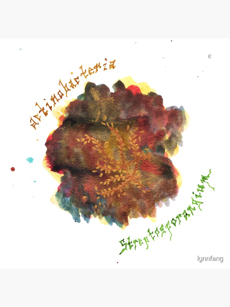 Actinobacteria Art Prints by lynnfang