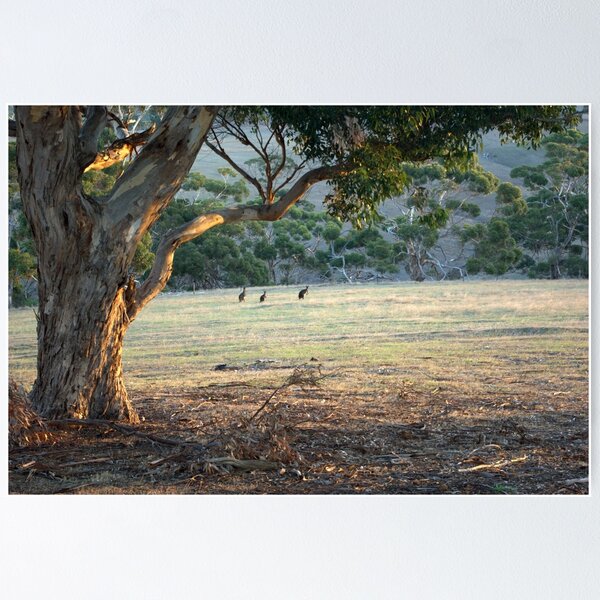 Item preview, Kangaroos in the Field - Kangaroo Island  designed and sold by imaginethis.