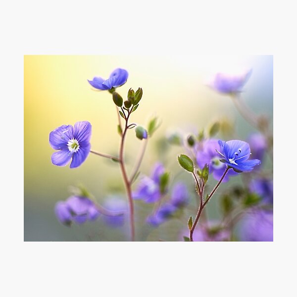 Item preview, Springtime Colour designed and sold by Dianne English.