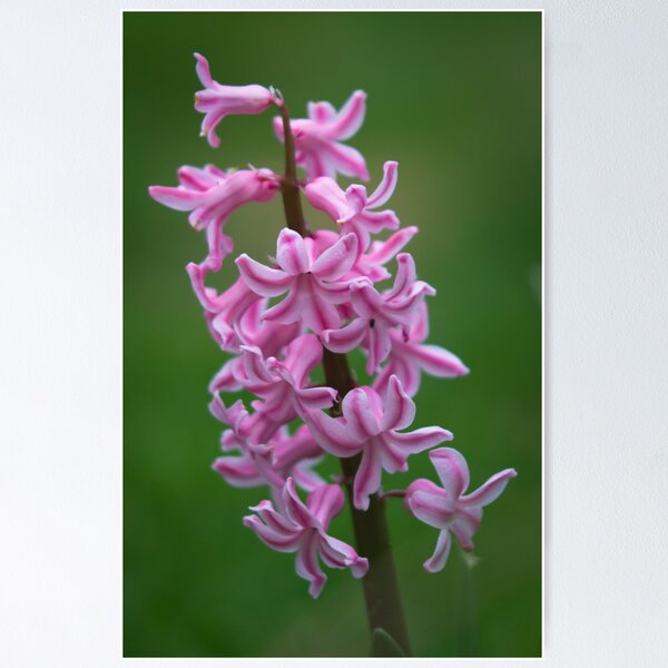 Artikelvorschau, Pink hyacinth entworfen und verkauft von Martyn Franklin.