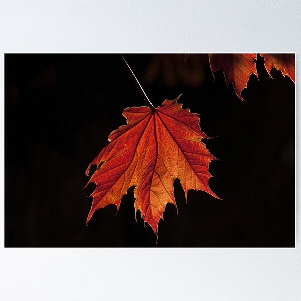 Item preview, Maple Forever designed and sold by Marilyn Cornwell.