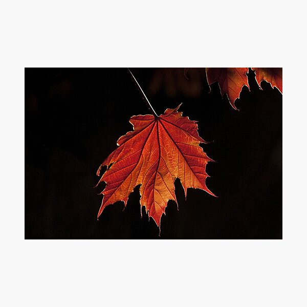 Aperçu de l'œuvre Maple Forever créée et vendue par Marilyn Cornwell.