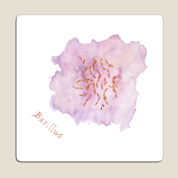 Bacillus Art Prints Magnet
