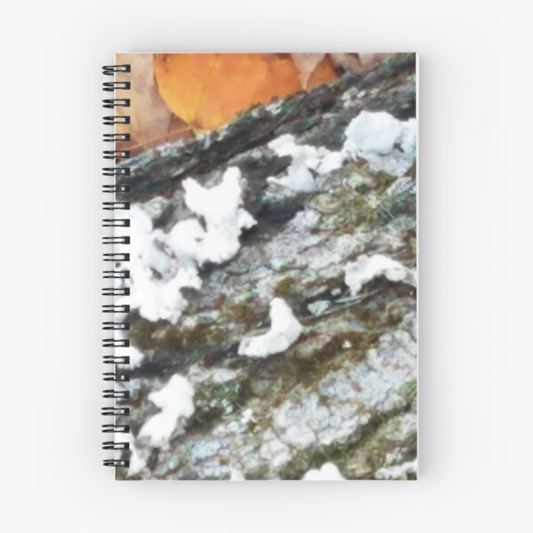 Aperçu de l'œuvre Lichen d'automne et mousse créée et vendue par bellaura.