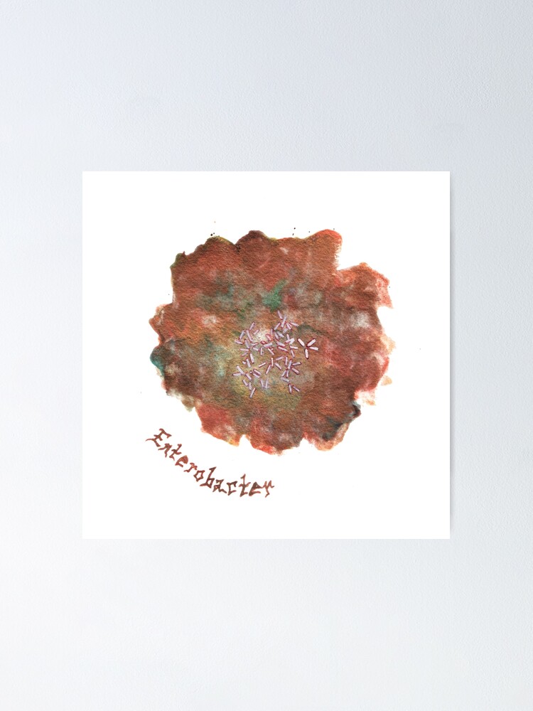 Alternate view of Enterobacter Art Prints Poster