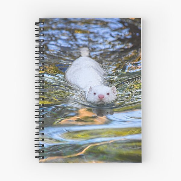 Item preview, Iceland. Reykjavik. Zoo. Swimming White Mink. designed and sold by vadim19.