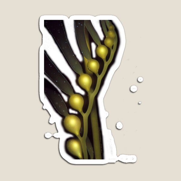 Giant Kelp helix Magnet