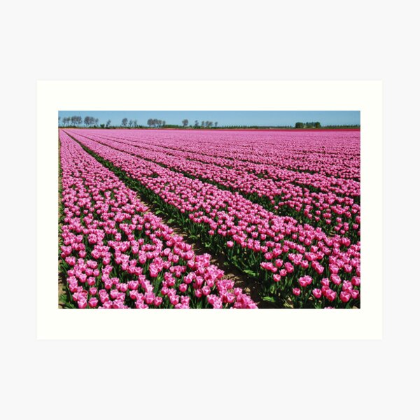 Here they still flowered....... Art Print