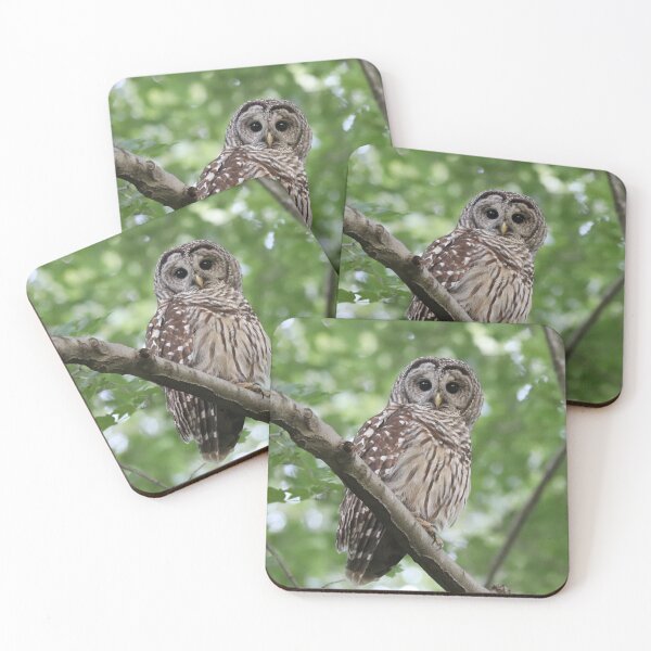 Item preview, Barred Owl designed and sold by Sheryl Hopkins.