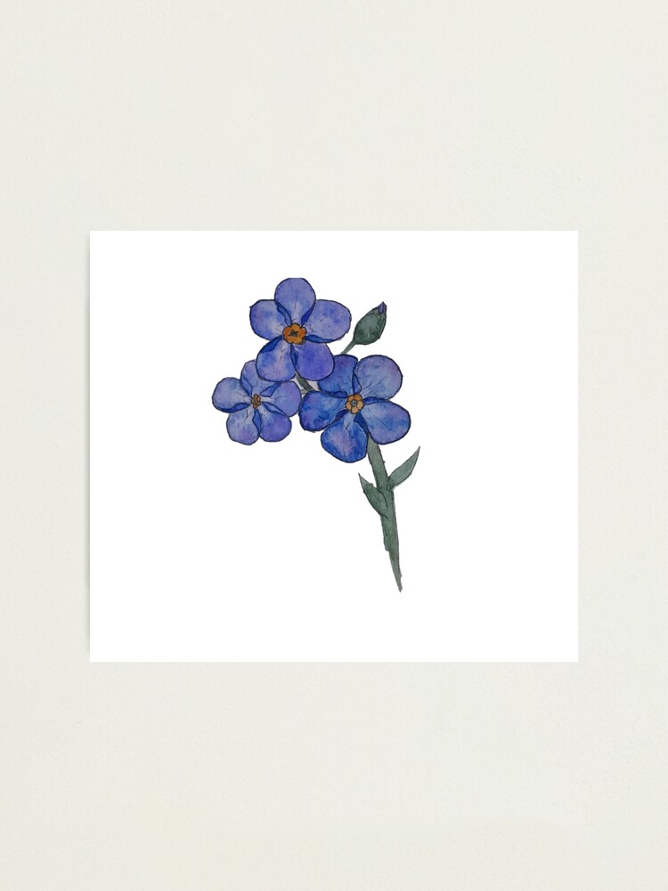 Lámina fotográfica «Myosotis azul nomeolvides» de LoraLoo | Redbubble