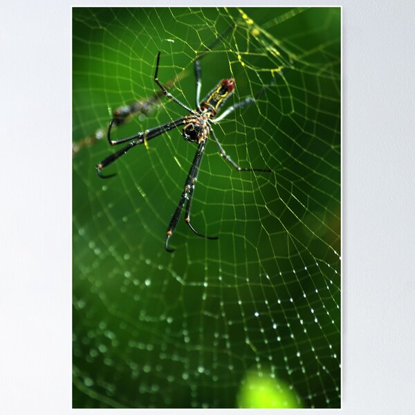 Item preview, Golden Silk Orb-weaver (Nephila sp.) - Bolivia designed and sold by Jason Weigner.