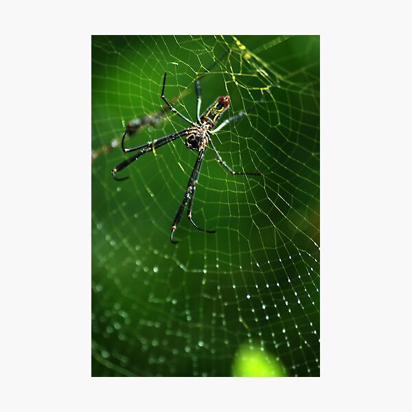 Item preview, Golden Silk Orb-weaver (Nephila sp.) - Bolivia designed and sold by Jason Weigner.