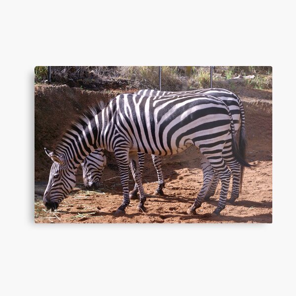 Zebra, Most Striped One of All Metal Print