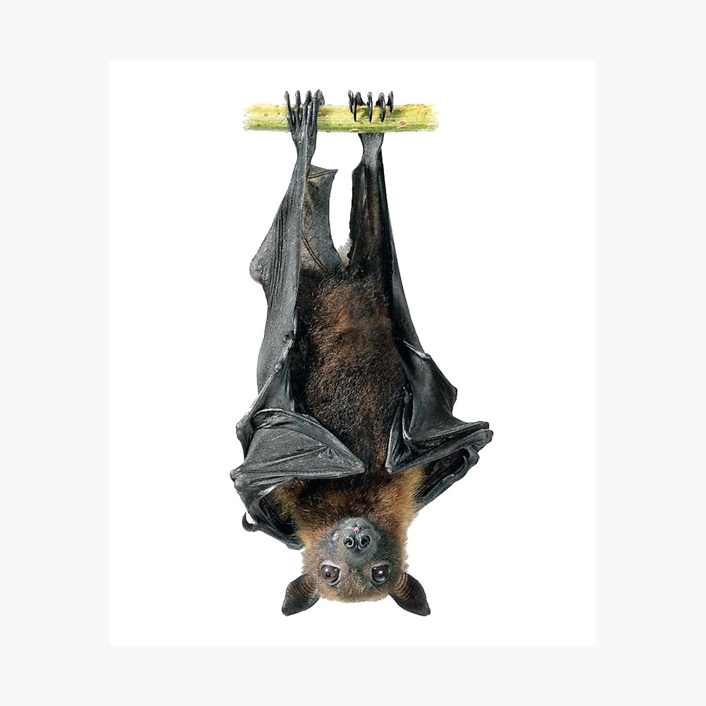 Hanging Upside-Down Bat Pendant | thepurpledragonshop