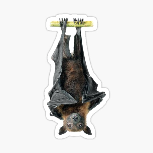 "Cool Cute Realistic Bat hanging upside down animal lover gift t shirt