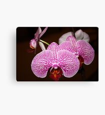 Little Orchids Canvas Print
