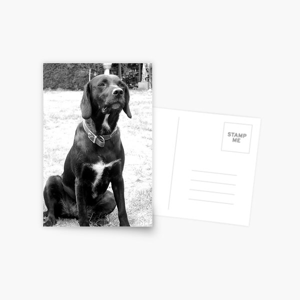 Man's Best Friend Postcard