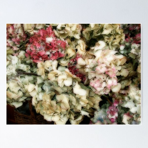 Item preview, HYDRANGEAS  designed and sold by scarletjames.