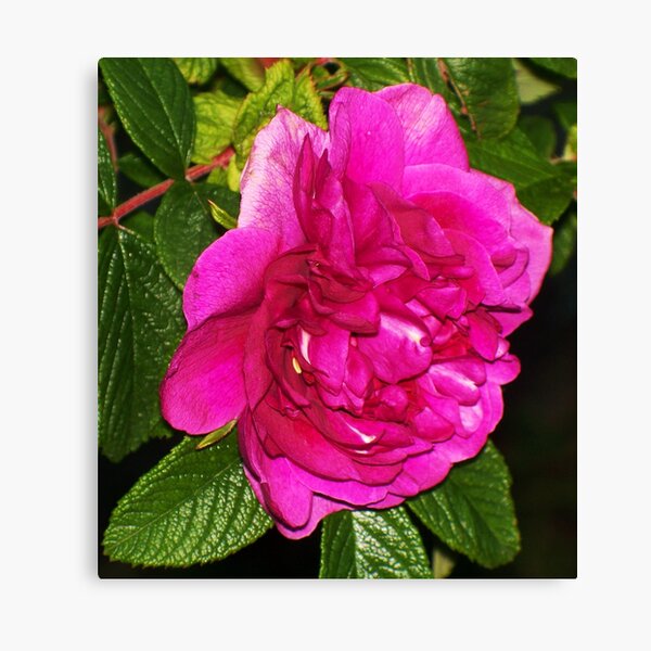 Old Fashioned Rose Canvas Print