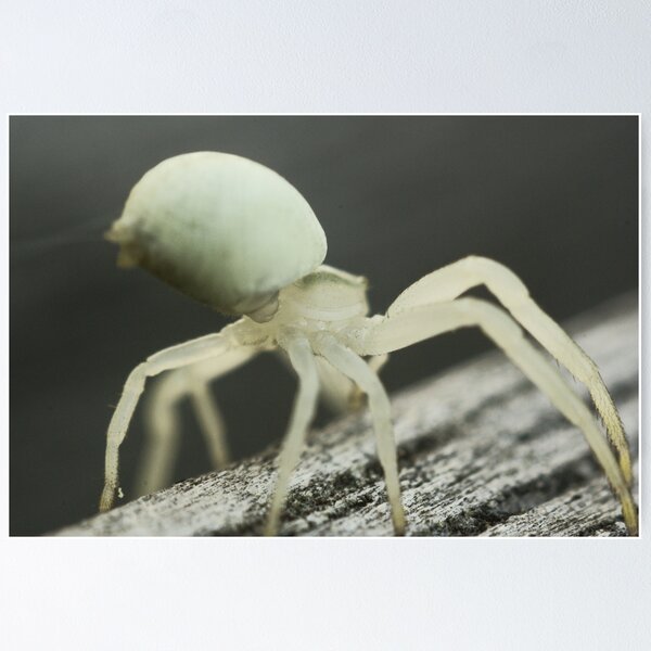 Artikelvorschau, Macro Spider 8 entworfen und verkauft von Sam Mortimer.