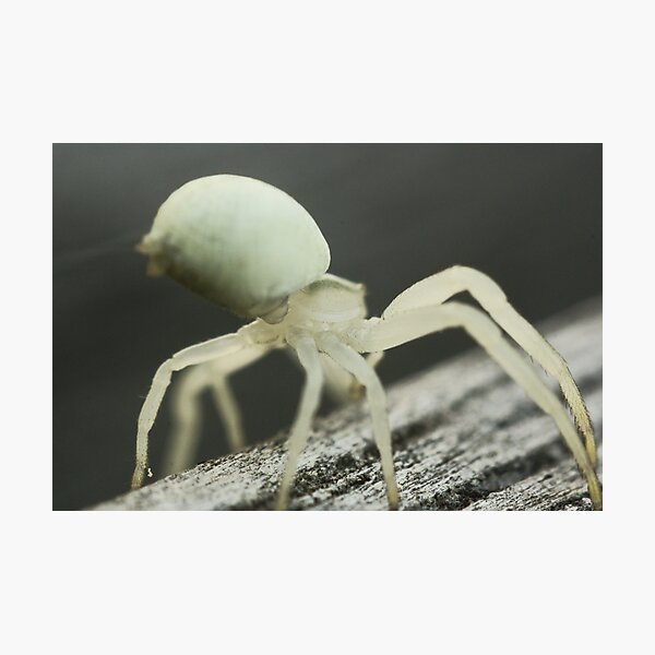 Item preview, Macro Spider 8 designed and sold by Sam Mortimer.