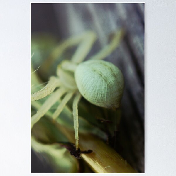 Artikelvorschau, Macro Spider 9 entworfen und verkauft von Sam Mortimer.