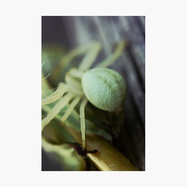 Aperçu de l'œuvre Macro Spider 9 créée et vendue par Sam Mortimer.