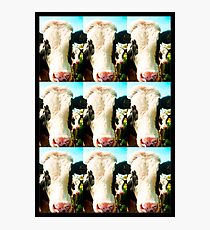 Cows Photographic Print