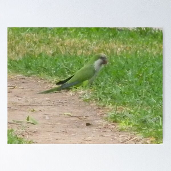 Item preview, Monk Parakeet Foraging - View Larger designed and sold by Navigator.