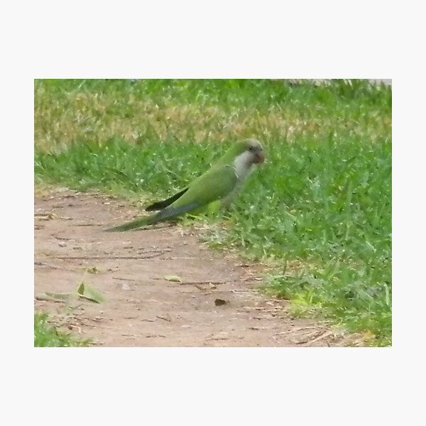 Item preview, Monk Parakeet Foraging - View Larger designed and sold by Navigator.