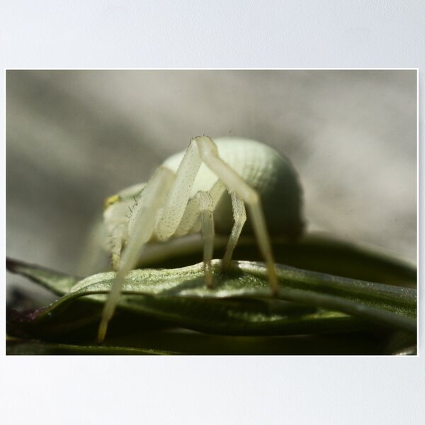 Item preview, Macro Spider 7 designed and sold by Sam Mortimer.