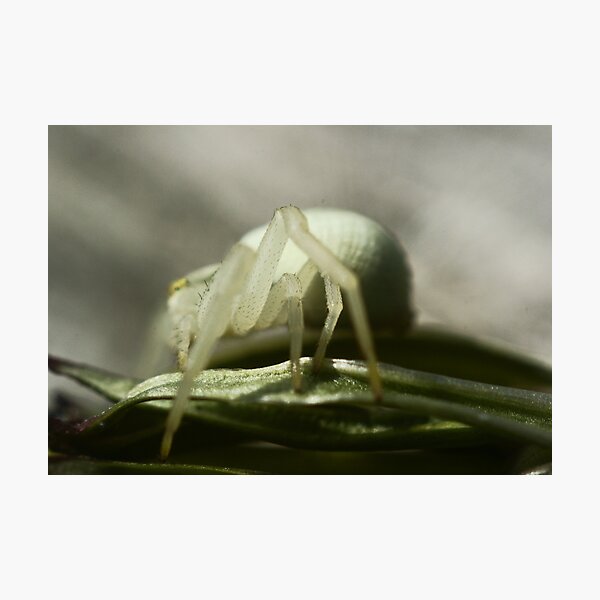 Artikelvorschau, Macro Spider 7 entworfen und verkauft von Sam Mortimer.