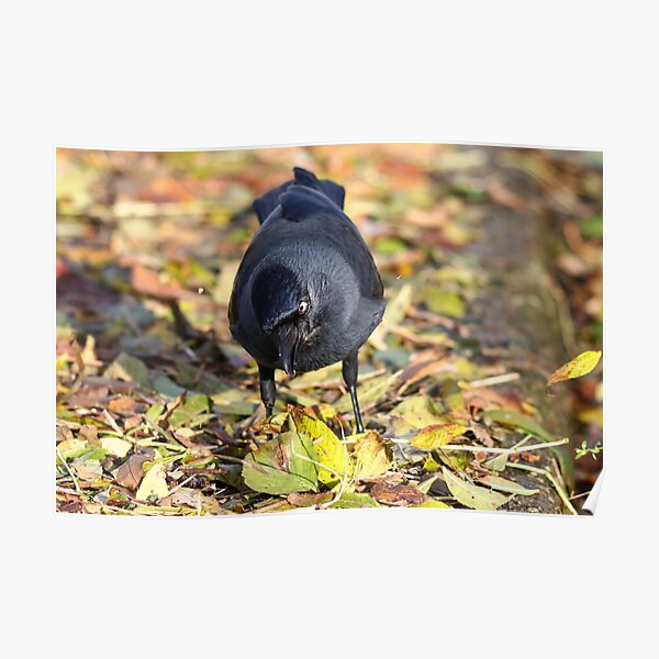 "Autumn jackdaw" Poster for Sale by GreyFeatherPhot Redbubble