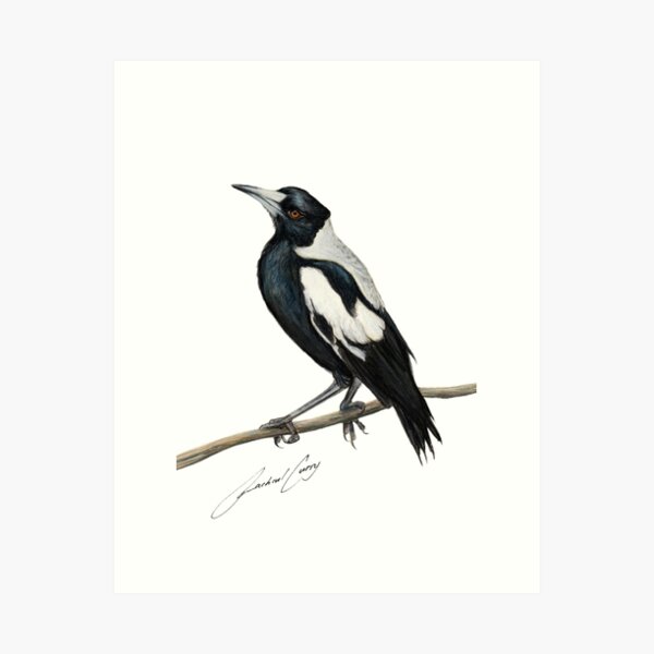 Item preview, Magpie , Australian bird art with artists signature designed and sold by RachaelCurryArt.
