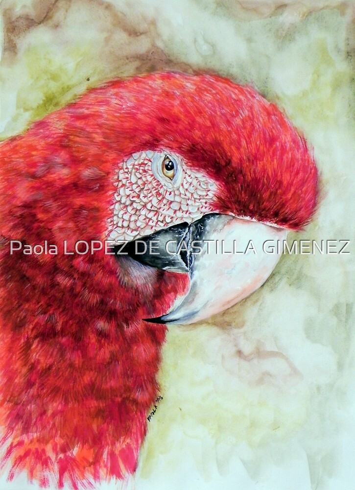 Red Parrot Loro Rojo Perroquet Rouge By Paola Lopez De Castilla Gimenez Redbubble