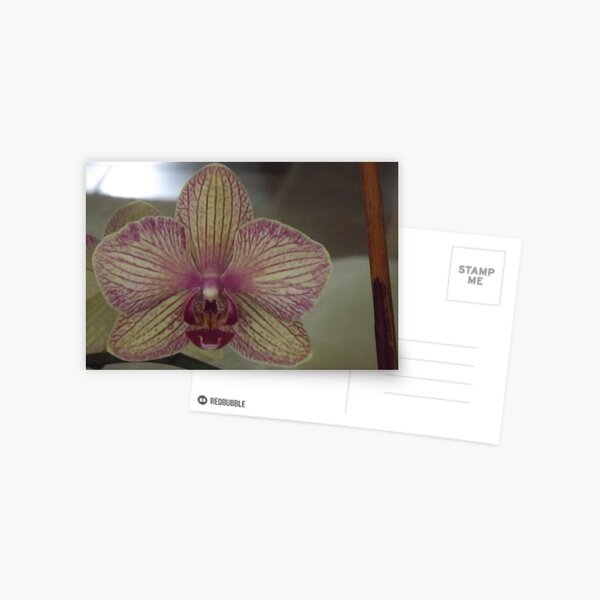 Easter Orchid Postcard