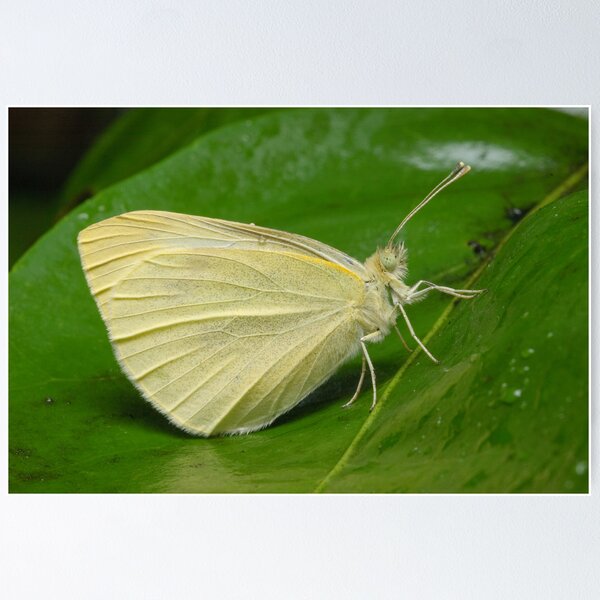 Artikelvorschau, Cabbage White Butterfly - Pieris rapae entworfen und verkauft von Andrew Trevor-Jones.