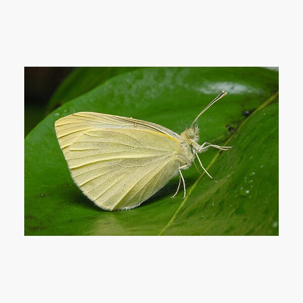 Item preview, Cabbage White Butterfly - Pieris rapae designed and sold by Andrew Trevor-Jones.