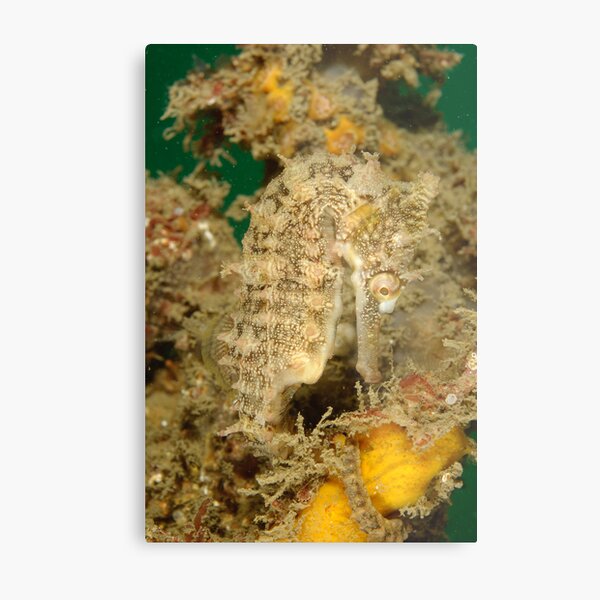 White's Seahorse - Hippocampus whitei Metal Print