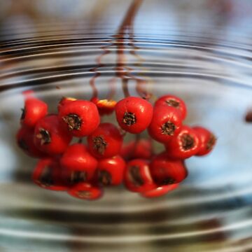 Artwork thumbnail, Fruity Water by Katagram