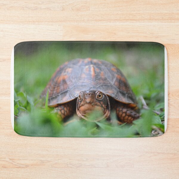 Item preview, Box Turtle designed and sold by catarro.