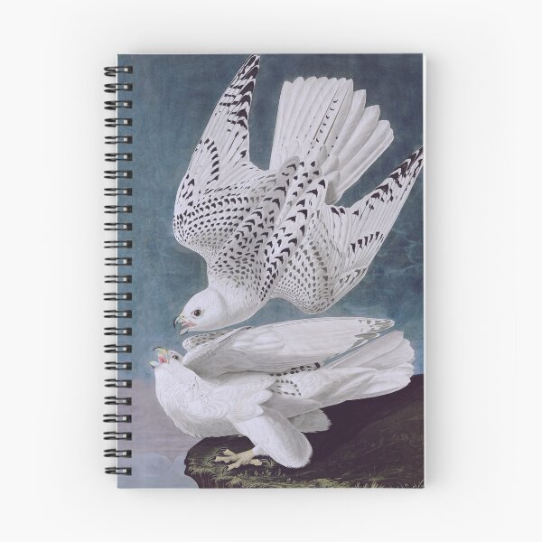 Item preview, Iceland or Jer Falcon, Plate 366 of Birds of America by John James Audubon designed and sold by VintageArchive.