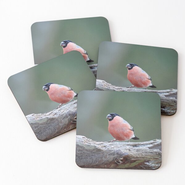 Item preview, Bullfinching. Eurasian bullfinch designed and sold by Jouko Lehto Photography.