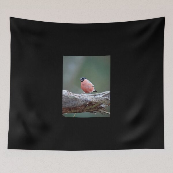 Item preview, Bullfinching. Eurasian bullfinch designed and sold by Jouko Lehto Photography.