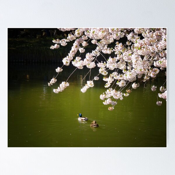 Item preview, Cherry Blossoms Over A Pond With Ducks designed and sold by Vivienne Gucwa.