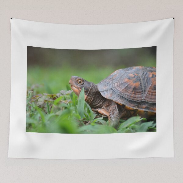 Item preview, Box Turtle in the Garden designed and sold by catarro.