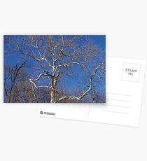 COLDNESS Postcards