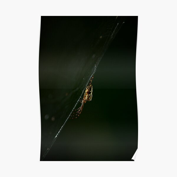 Sideways Spider Poster